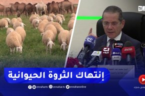 ذبـ.ـح أنثى الأنعام..تشديد الرقابة على الأسواق والمذابـ.ـح لغلق منافذ المتلاعبين