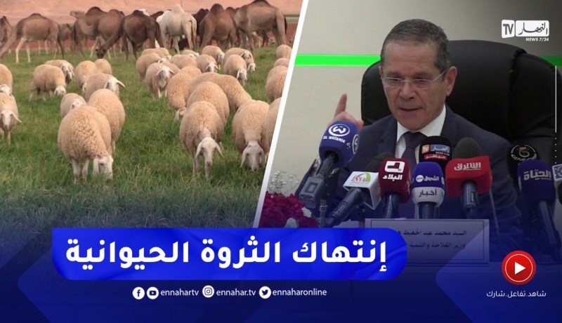 ذبـ.ـح أنثى الأنعام..تشديد الرقابة على الأسواق والمذابـ.ـح لغلق منافذ المتلاعبين