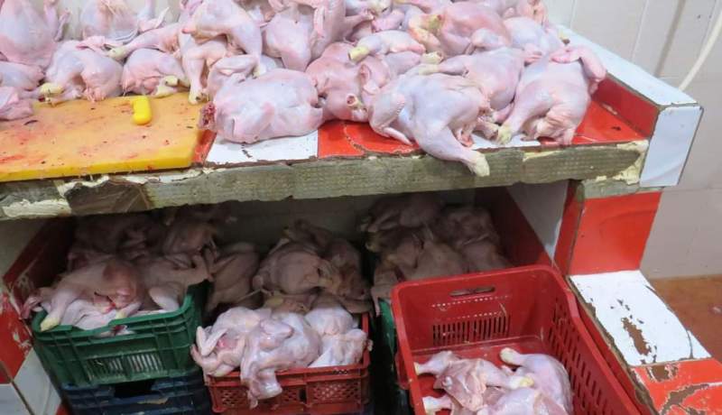 تيارت: ضبط قرابة 3 قناطير من الدجاج الفاسد بأحد الأسواق