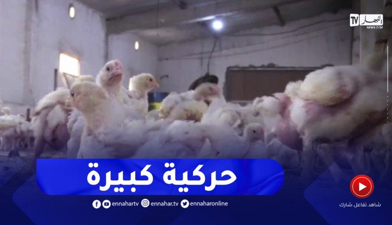 المركزات الفيتامينية الحيوانية..إنتاج كبير مقابل أرقام محتشمة بالتصدير