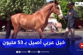تيارت: مزاد لبيع 13 مهرا عربيا أصيلا والمهر إشتياق يتصدرها بـ 53 مليون سنتيم