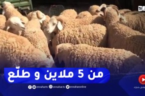 سوق الإثنين للمواشي بالجلفة..استقرار وتباين في أسعار الكباش والموالون يشتكون غلاء الأعلاف