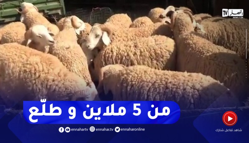 سوق الإثنين للمواشي بالجلفة..استقرار وتباين في أسعار الكباش والموالون يشتكون غلاء الأعلاف