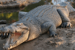 وفاة مرعبة.. العثور على رفات رجل أسترالي داخل تمساحين