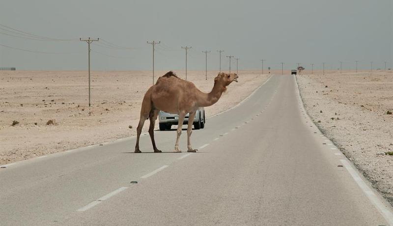 أشرطة ضوئية و”PUCES” في أرجل “الجِمال” للحد من حوادث المرور