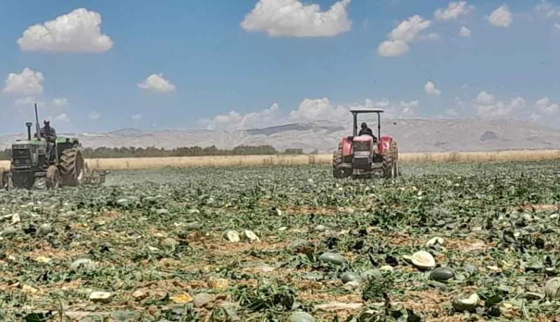 غليزان: إتلاف 36 هكتار من محصول البطيخ الاصفر والاحمر مسقية بالمياه القذرة بسيدي خطاب