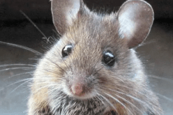 غرداية.. المؤبد لزوج أعطى زوجته سم الفئران