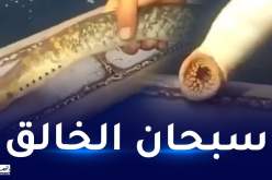 بالفيديو.. صياد جزائري يوثق لحظة اصطياده سمكة نادرة بشكل مرعب