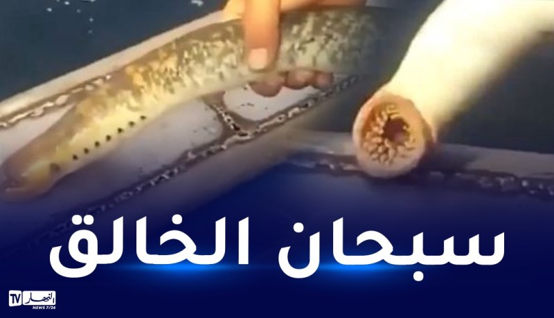 بالفيديو.. صياد جزائري يوثق لحظة اصطياده سمكة نادرة بشكل مرعب