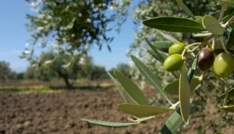 إطلاق حملة خاصة لتحديد جينيات أصناف أشجار الزيتون عبر 18 ولاية