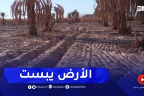 بشار: عجز كبير في الإنتاج الفلاحي المحلي والاستنجاد بالإمداد من شمال البلاد