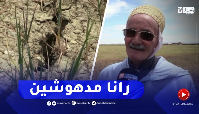 تيارت : الفلاحون يصطدمون بتلف محاصيل الحبوب بسبب شح الأمطار