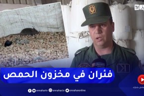 ميلة: “فئران” ضمن المخزون الإستراتيجي للحمص بمخازن “ccls”