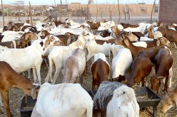 الوادي: حجز 117 ثور إفريقي من سلالة ZéBU و31 رأس ماشية نوع سيداون