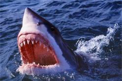 حادثة مروعة.. سمكة قرش تقضي على فتاة قاصر