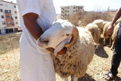 أزيد من 2000 بيطري لمراقبة عملية بيع وذبح أضاحي العيد