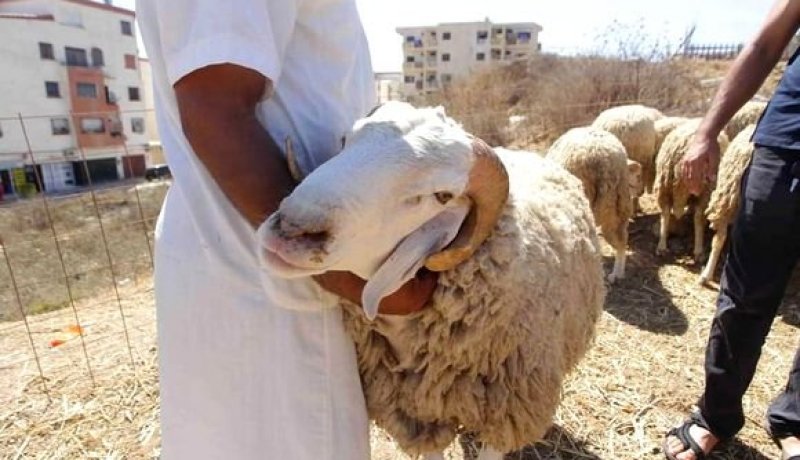 أزيد من 2000 بيطري لمراقبة عملية بيع وذبح أضاحي العيد