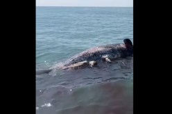 حوت يُثير الرعب في مصر ومسؤول يكشف التفاصيل