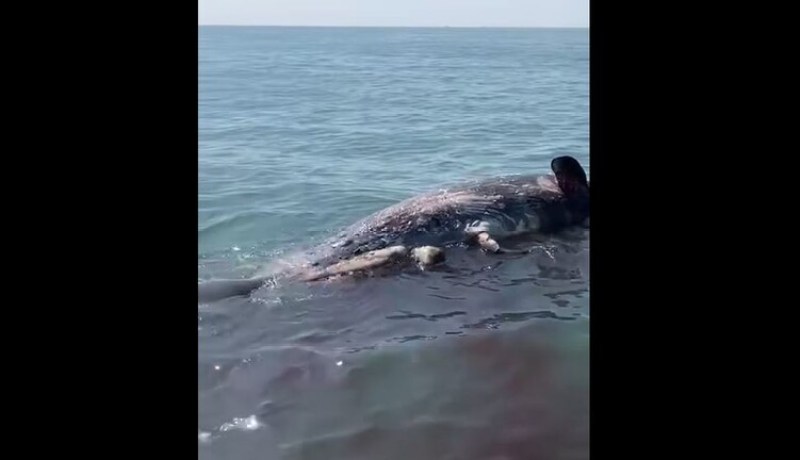 حوت يُثير الرعب في مصر ومسؤول يكشف التفاصيل