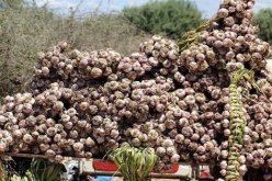 وزارة الفلاحة تفند بخصوص ماتم تداوله حول الثوم 
