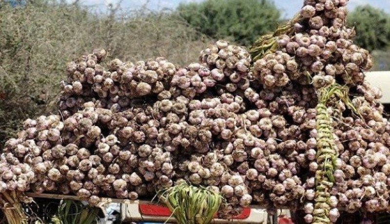 وزارة الفلاحة تفند بخصوص ماتم تداوله حول الثوم