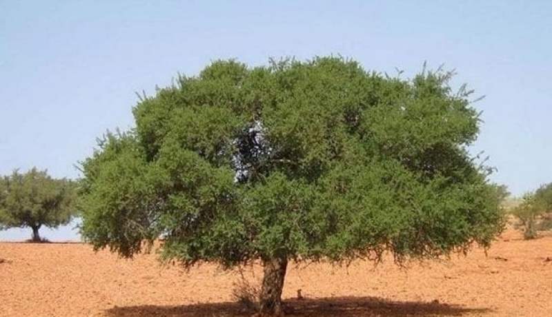 إنشاء مشاتل وبرامج مكثفة لتوسيع مساحات غرس أشجار الأرقان بتندوف