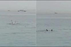 مصر تكشف مصير سمكة القرش المتسببة في وفاة السائح الروسي