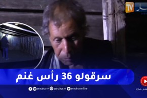 عين الدفلى / ساعات قبل العيد..مربي غنم يفقد 36 رأس بعين السلطان ..”عيدوا علينا 😢”