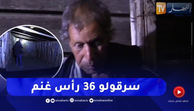 عين الدفلى / ساعات قبل العيد..مربي غنم يفقد 36 رأس بعين السلطان ..”عيدوا علينا 😢”