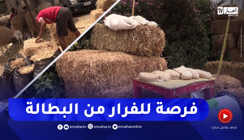 بيع التبن والفحم.. فرصة الشباب للفرار من البطالة مؤقتا