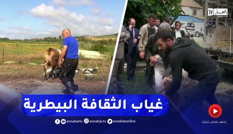 جيجل / غياب الثقافة البيطرية لدى المربي.. خـ.ـطر يهـ.ـدد الثروة الحيوانية والإنسان