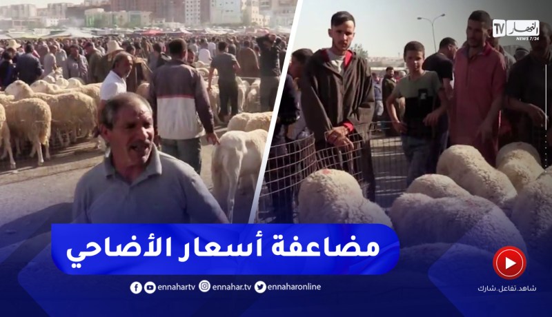 برج بوعريريج / المضاربة في أسعار الأضاحي .. السماسرة يقتحمون أسواق الماشية
