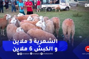 الطارف : ركود في أسواق بيع المواشي..إقبال محتشم وتباين في مستوى الأسعار