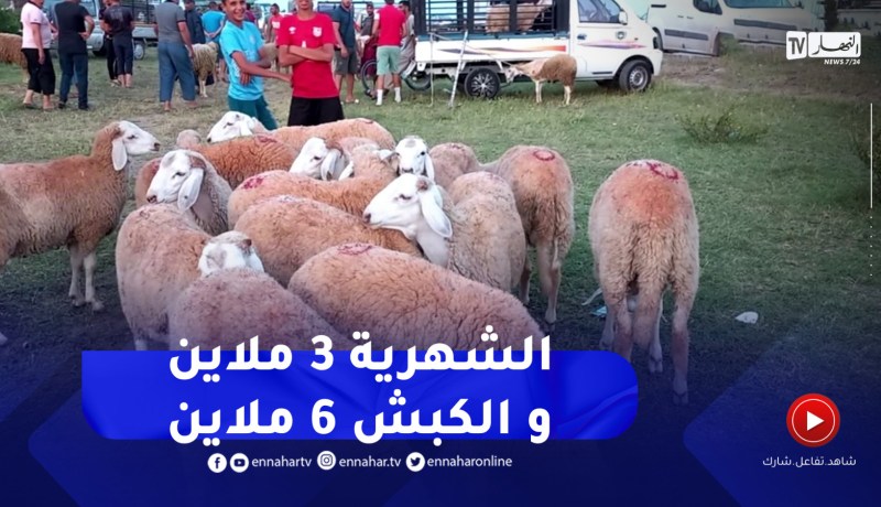 الطارف : ركود في أسواق بيع المواشي..إقبال محتشم وتباين في مستوى الأسعار