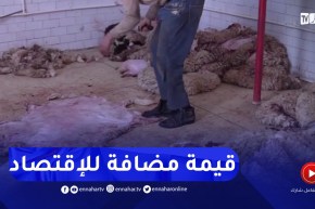 البيض : جمع جلود الأضاحي..خطوة مهمة لخلق قيمة مضافة للإقتصاد الوطني