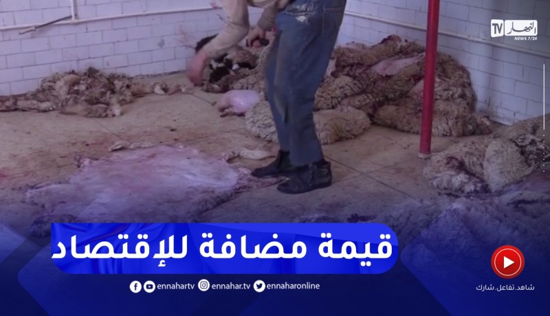 البيض : جمع جلود الأضاحي..خطوة مهمة لخلق قيمة مضافة للإقتصاد الوطني