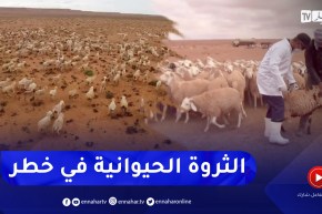 فلاحة: تذبذب الأدوية البيطرية يهدد سلامة الثروة الحيوانية