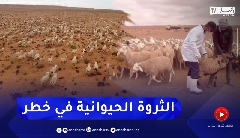 فلاحة: تذبذب الأدوية البيطرية يهدد سلامة الثروة الحيوانية