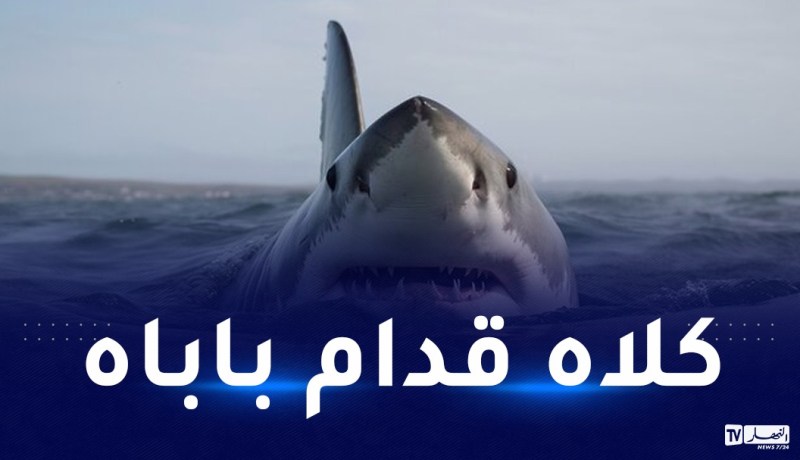 بالفيديو.. هذه القصة الكاملة لالتهام سمك القرش سائحا روسيا في مصر