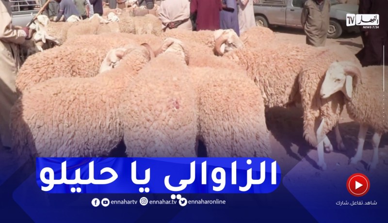 الجلفة : عزوف عن بيع و شراء الأضاحي بسبب ارتفاع أسعارها قبل أيام عيد الأضحى