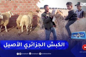 جزائريون: الكباش العملاقة .. سلالة أصيلة بأثمان باهضة تفوق 40 مليون سنتيم