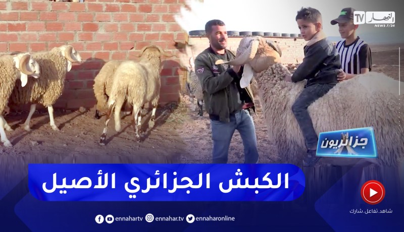 جزائريون: الكباش العملاقة .. سلالة أصيلة بأثمان باهضة تفوق 40 مليون سنتيم