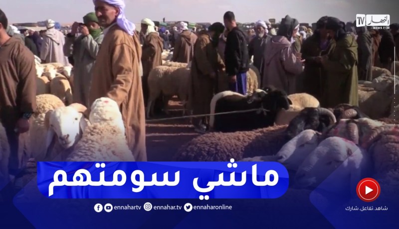 البيض : تباين في أسعار الماشية قبل شهر عن عيد الأضحى المبارك