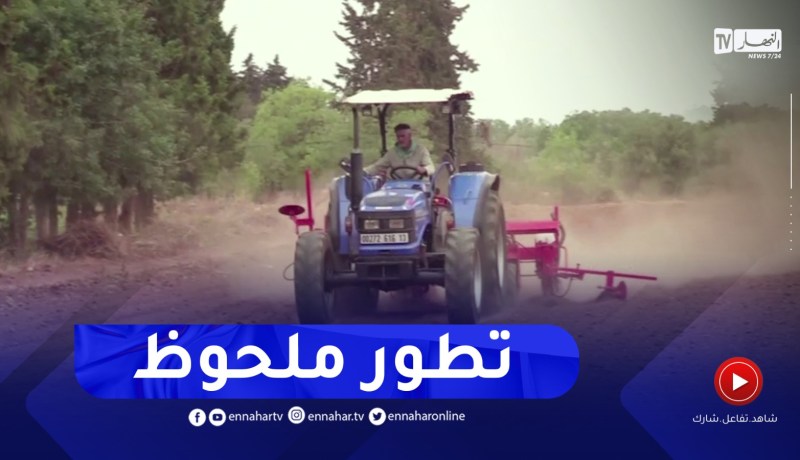 تلمسان : قفزة نوعية في زراعة دوار الشمس لخلق إنتاج محلي من الزيوت