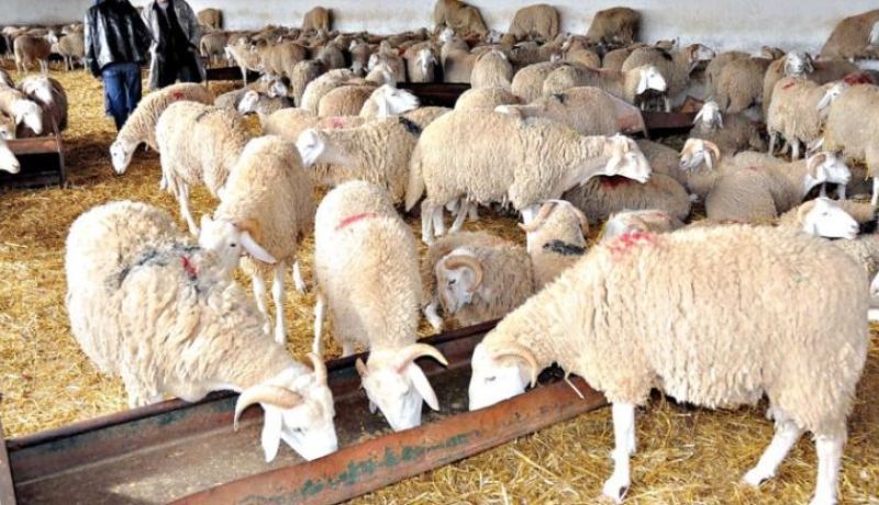وزير التجارة للنهار اونلاين: نعمل على تعميم فتح نقاط بيع الأضاحي عبر كافة الولايات