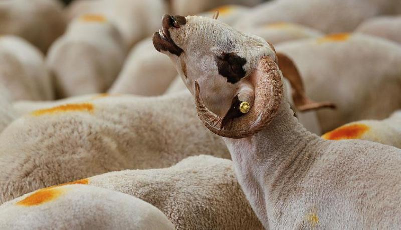 العاصمة.. تسجيل جروح متفاوتة الخطورة بسبب عملية النحر