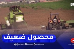 تلمسان : بعد شح الأمطار..قلة المحصول الزراعي للقمح والشعير هذه السنة