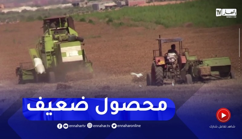 تلمسان : بعد شح الأمطار..قلة المحصول الزراعي للقمح والشعير هذه السنة