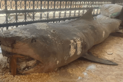 لهذا قررت السلطات المصرية تحنيط قرش الغردقة القاتل