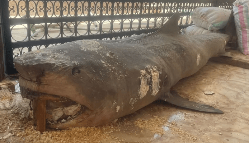 لهذا قررت السلطات المصرية تحنيط قرش الغردقة القاتل